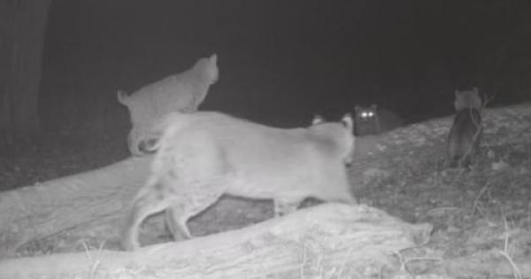 Bobcats are caught on a field camera. 