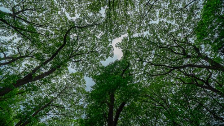 A view from the ground looking up at tall trees with full branches of green leaves.