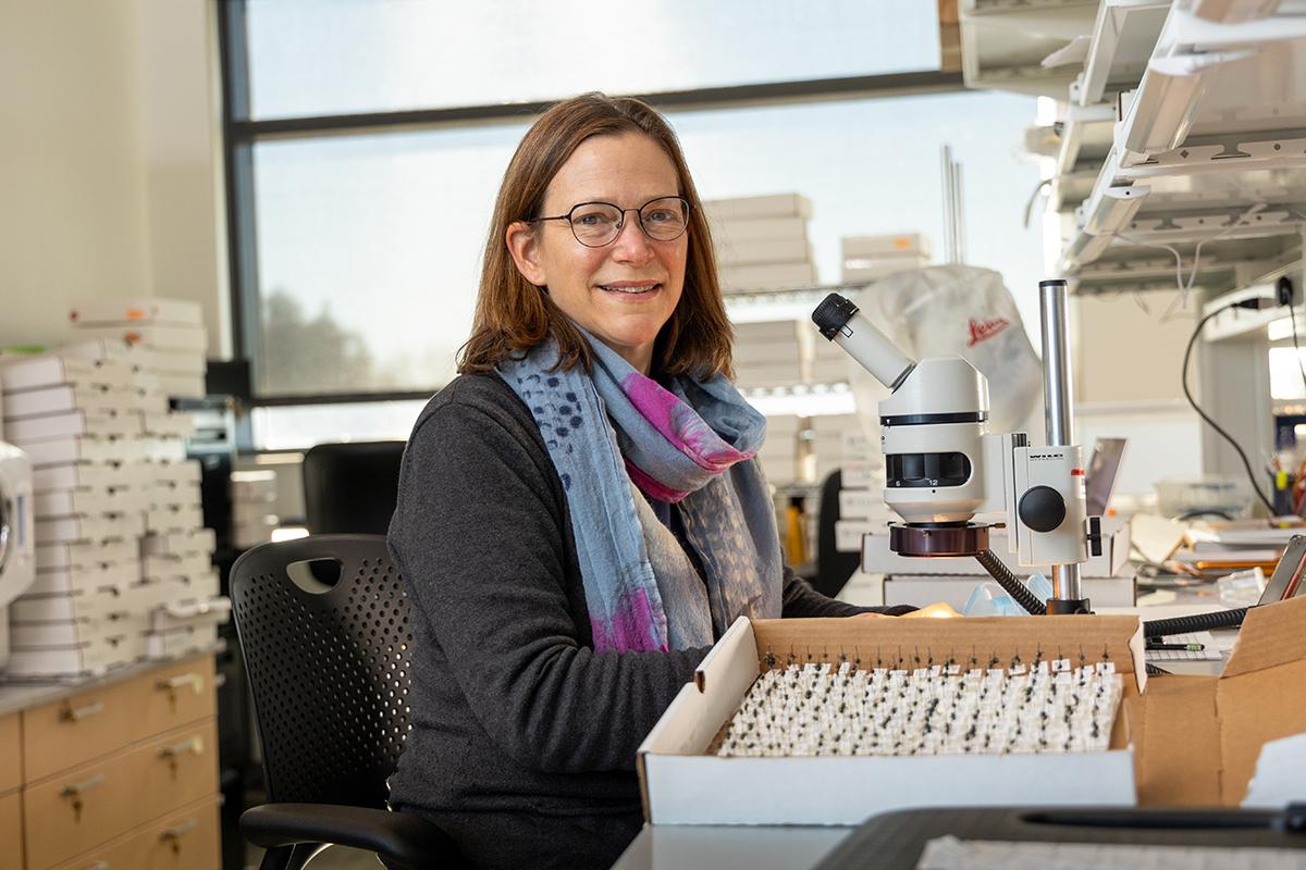 Professor Karen Goodell in her lab with bee specimens.