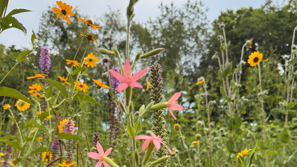 Pink, yellow and purple wildflowers outside.