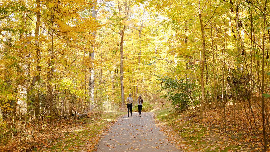 Two people walk on a trail lined by trees with golden leaves as the sun shines through. 