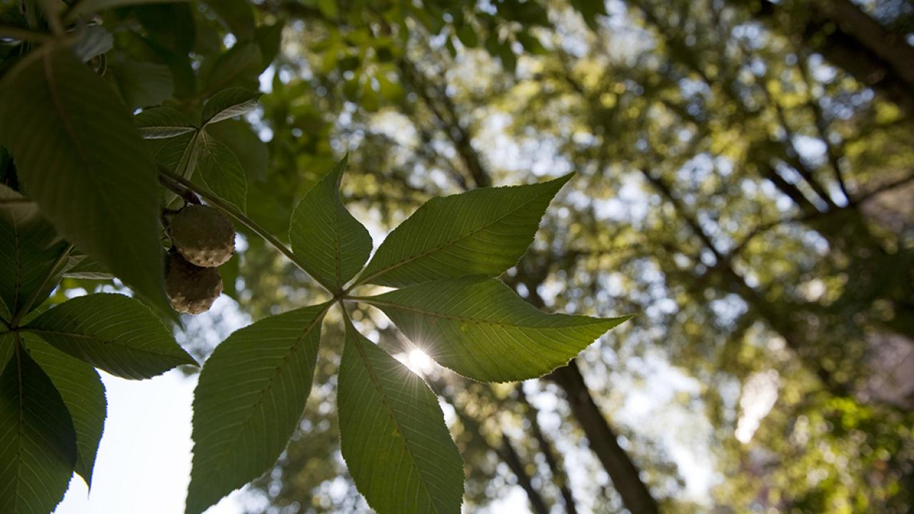 Sun filtering through a view of a Buckeyeleaf from below