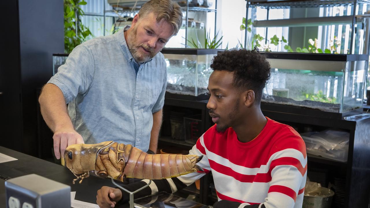 Professor Andy Roberts points to parts on a grasshopper model to a student.