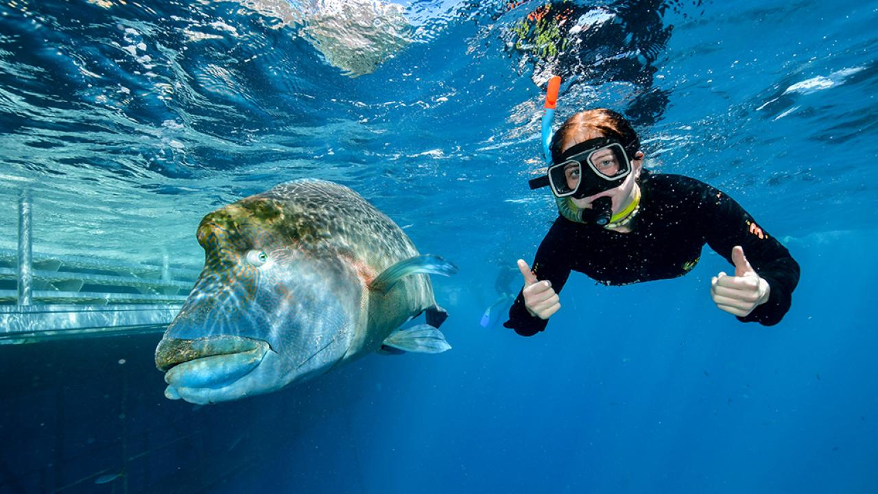student Acacia Rhodes swims underwater wearing goggles next to a fish that is nearly the same size.